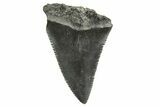 Serrated, Fossil Great White Shark Tooth - South Carolina #374670-1